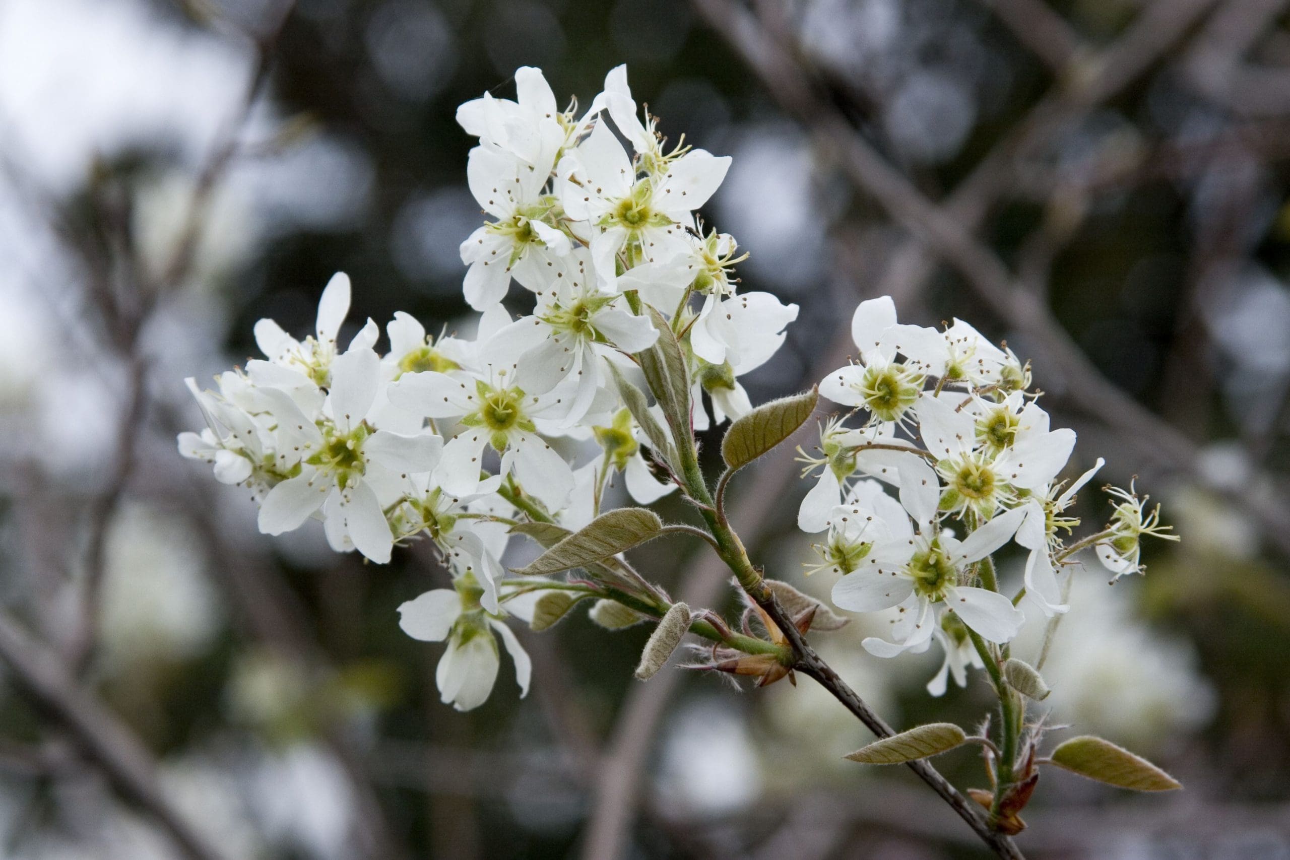 Autumn Brilliance Serviceberry - Pahl's Market - Apple Valley, MN