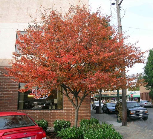 Tree_Serviceberry Autumn Brilliance2