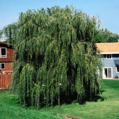 Niobe Weeping Willow