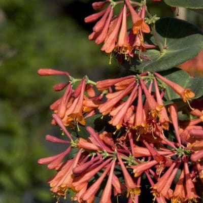 Dropmore Scarlet Honeysuckle