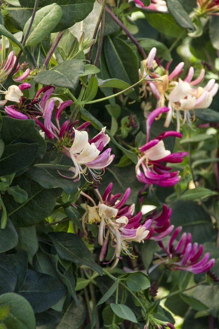 Peaches & Cream Honeysuckle