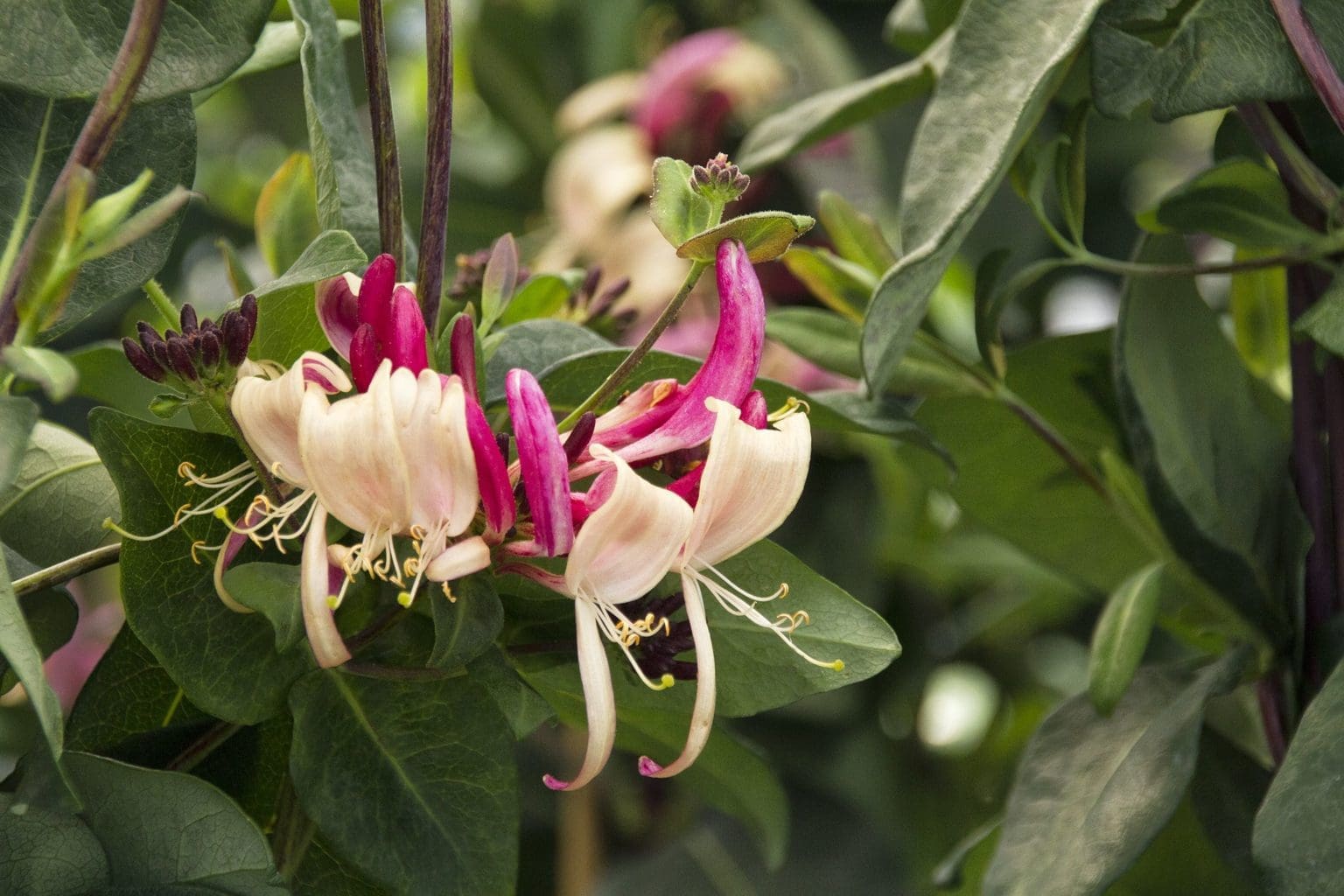Peaches & Cream Honeysuckle Pahl's Market Apple Valley, MN