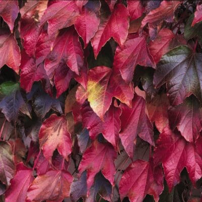 Boston Ivy