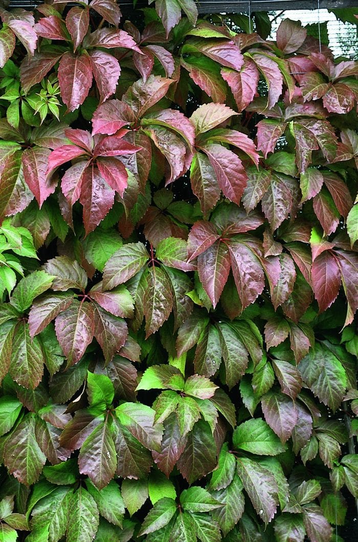 How to Plant and Grow Virginia Creeper