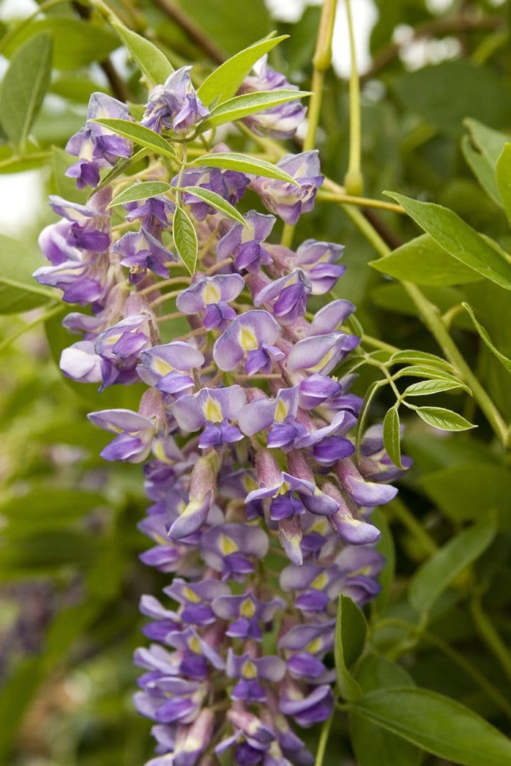Blue Moon Wisteria