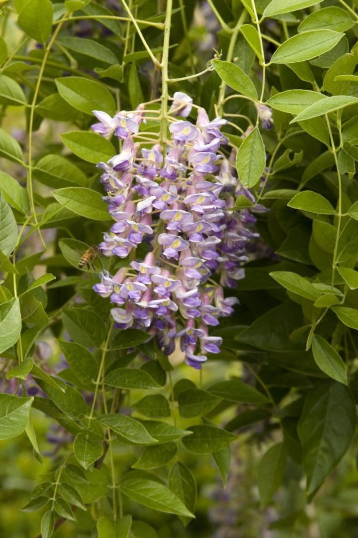 Blue Moon Wisteria - Image 2