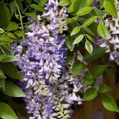 Summer Cascade Wisteria