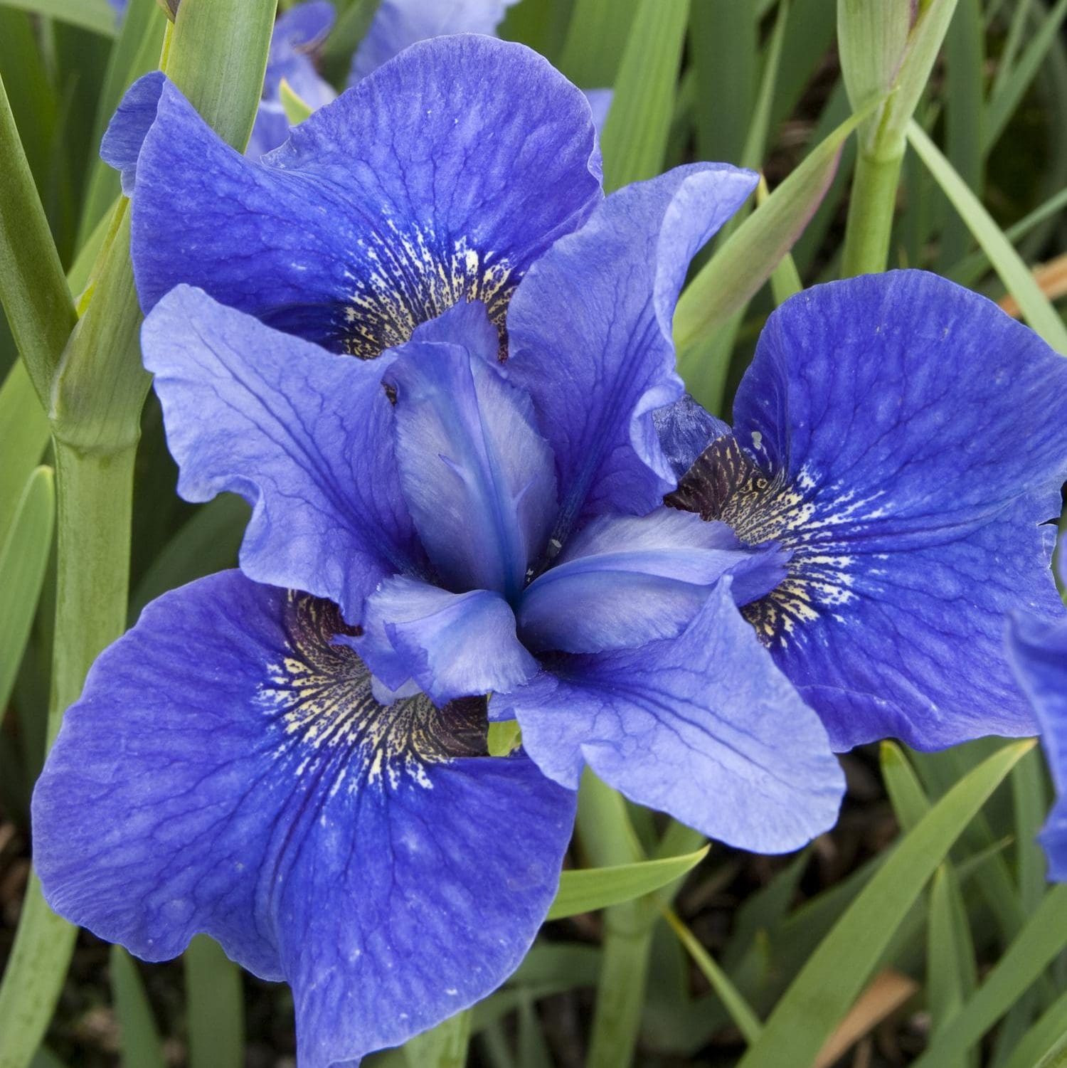 bennerup-blue-siberian-iris.jpg