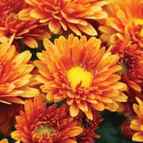 Bronze mums clearance