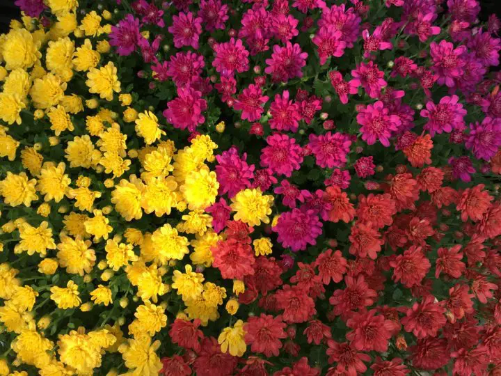 Tricolor Mums