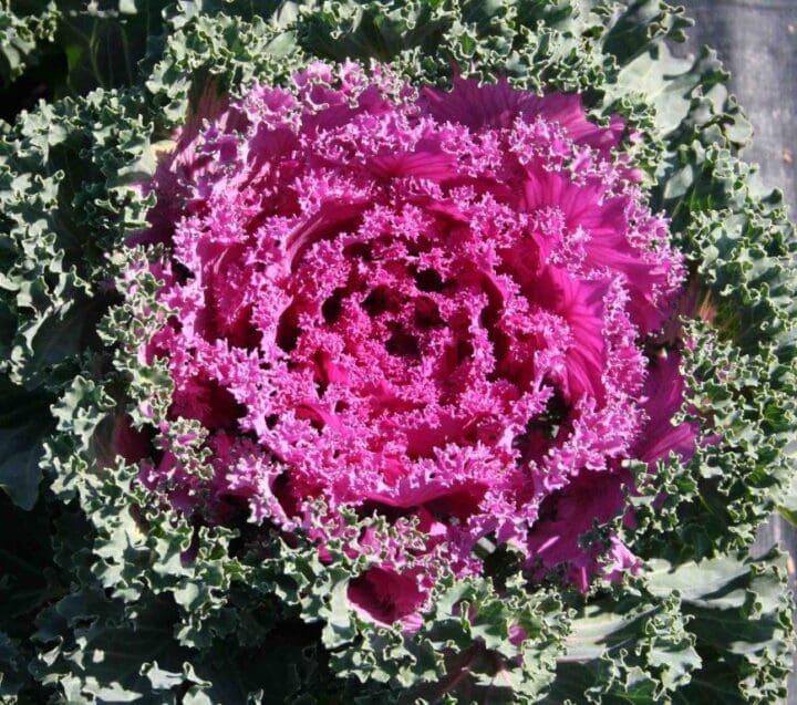 Yokohama Red Flowering Kale