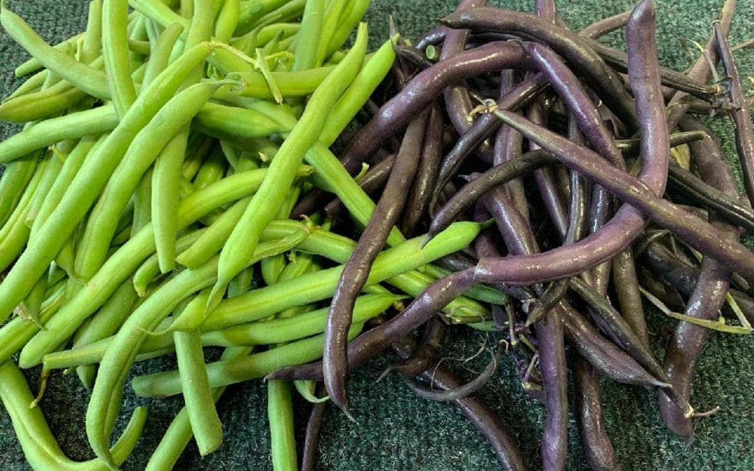 Green or Purple Beans