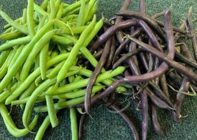 Green or Purple Beans
