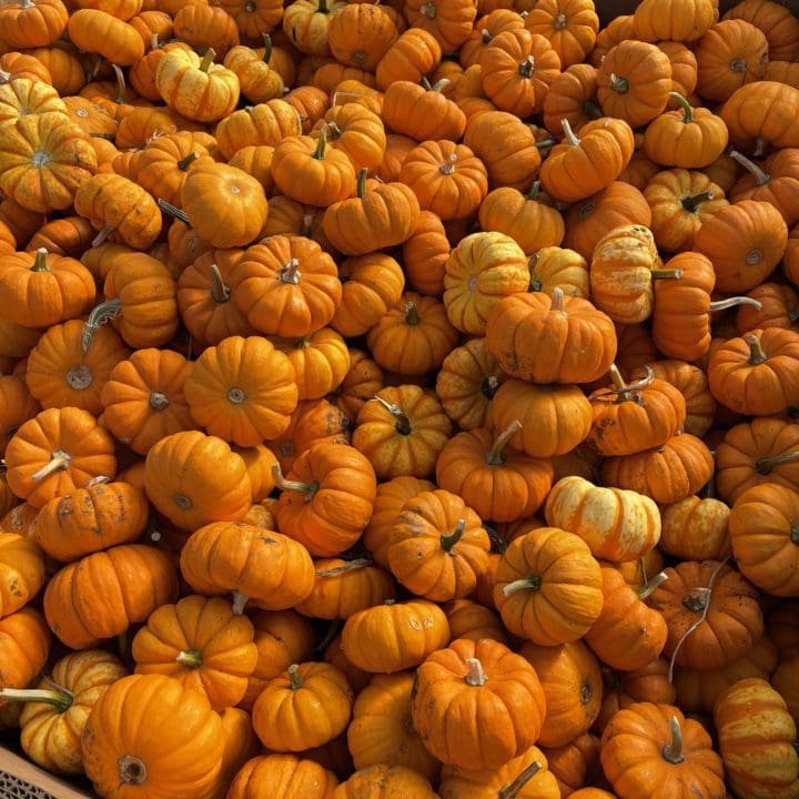 MINI PUMPKINS