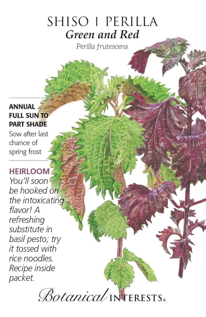 Shiso Perilla Green & Red 20