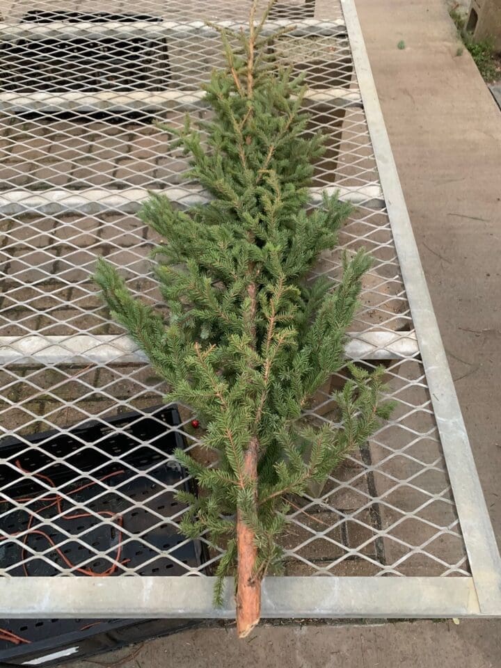 Single Large Spruce Tip
