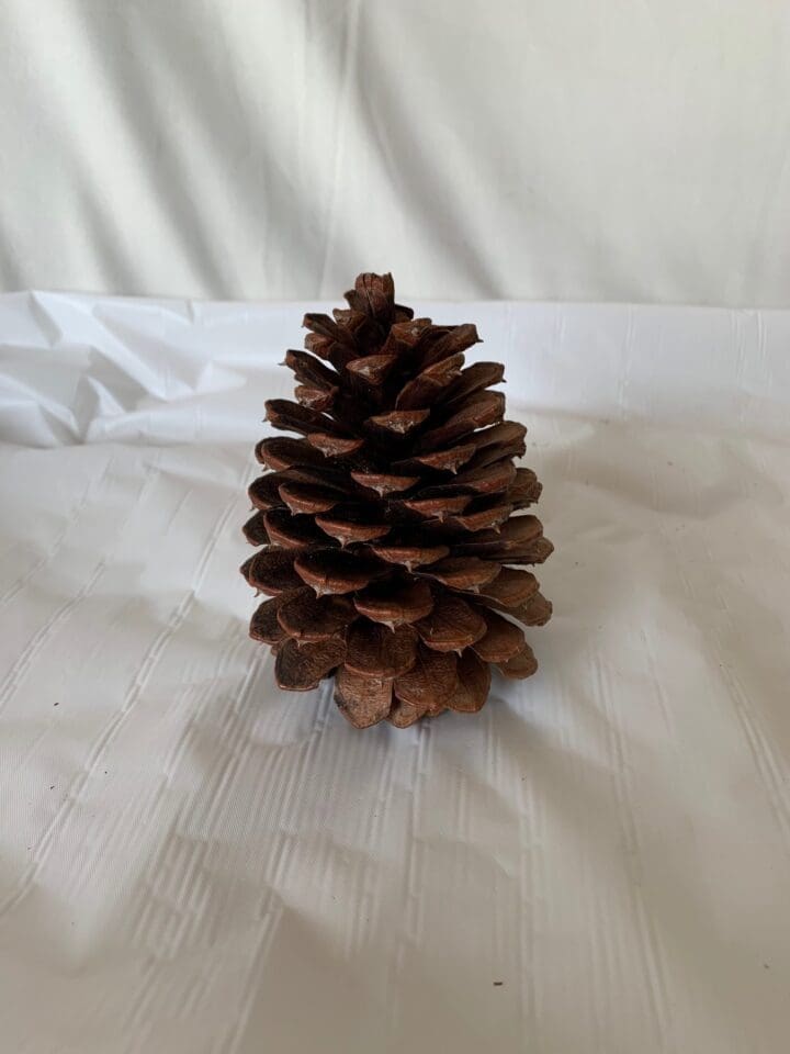 PONDEROSA PINE CONE EACH