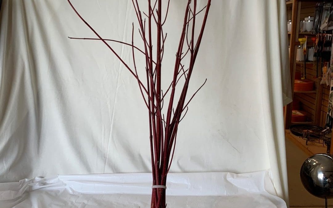 Red Twig Dogwood Bundle