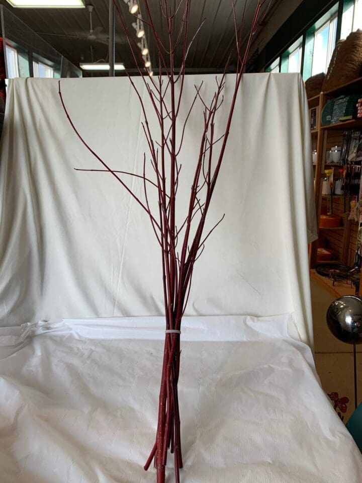 Red Twig Dogwood Bundle