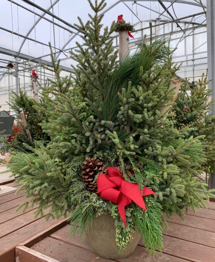 EVERGREEN WELCOME SPRUCE POT