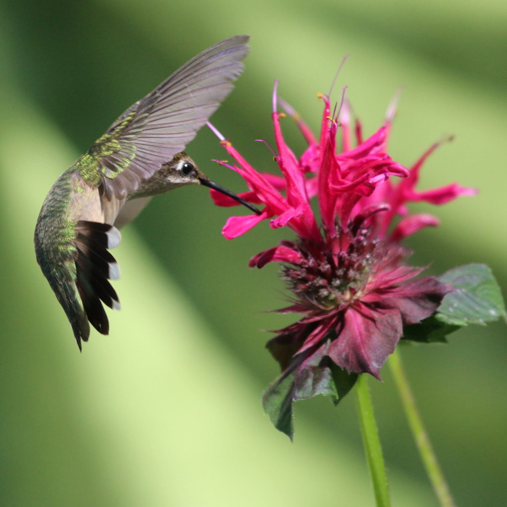 Hummingbird on Bee Balm