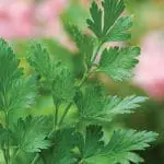 Potted Herbs