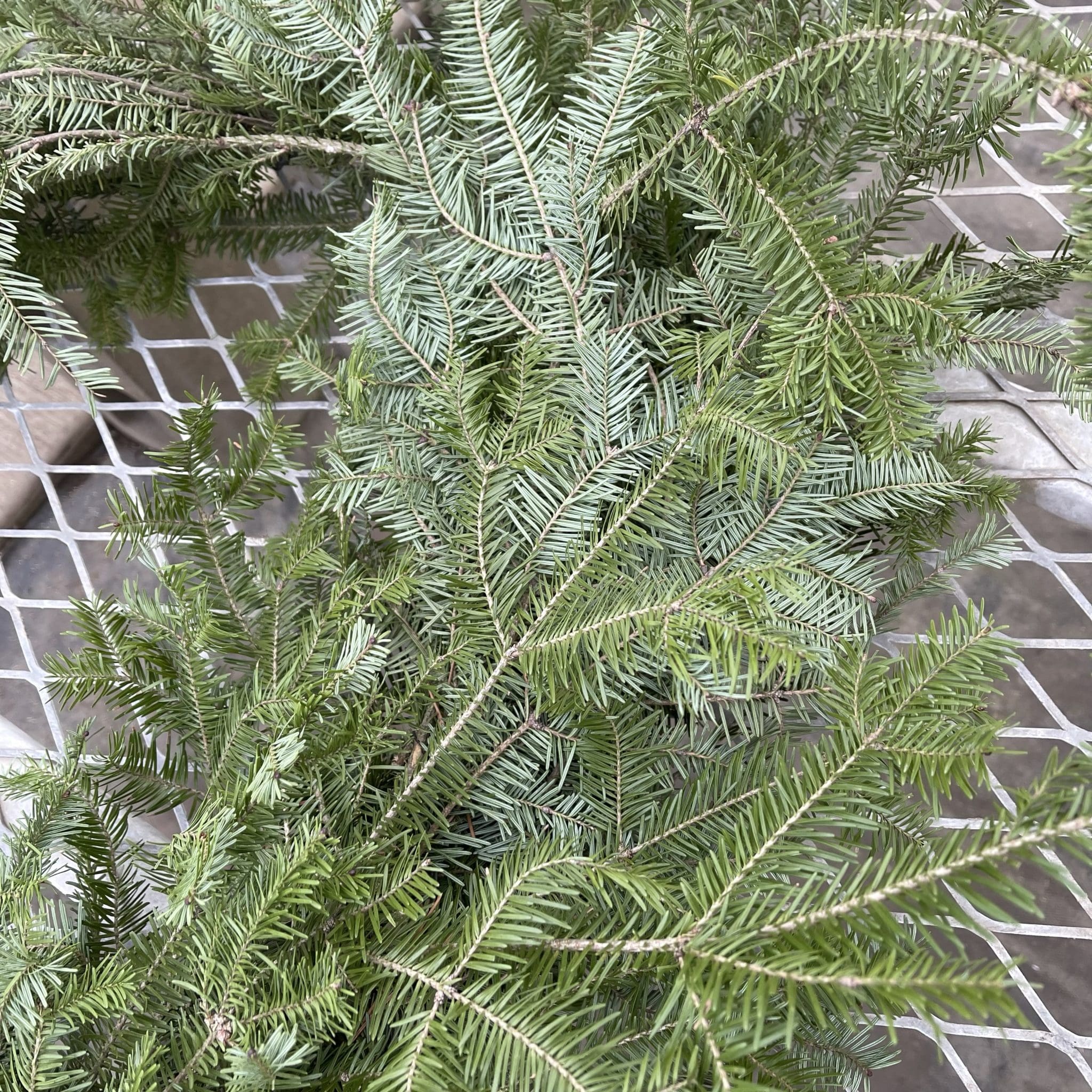 BALSAM GARLAND 50' Pahl's Market Apple Valley, MN