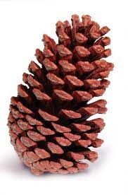slash-pine-cone-natural-15.jpg