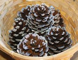 slash-pine-cone-sparkle-tips-15.jpg