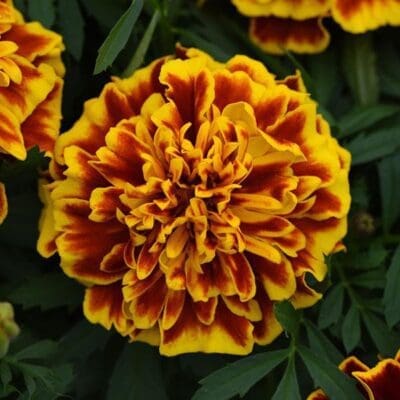 Bonanza Bee Marigold