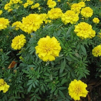 Bonanza Yellow Marigold