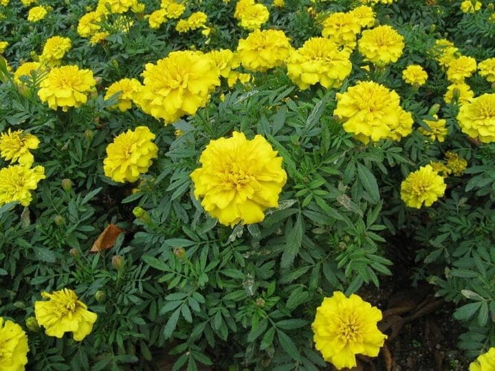 Marigold Bonanza Yellow (Sun)