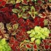 Coleus Fairway Mix (Shade)