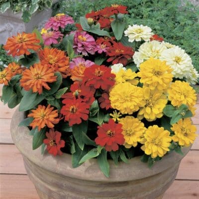 Short Stuff Mix Zinnia