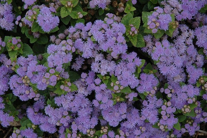 Ageratum Kona Blue (Sun) - Image 3