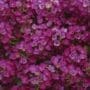 Alyssum Wonderland Deep Purple  (Sun)