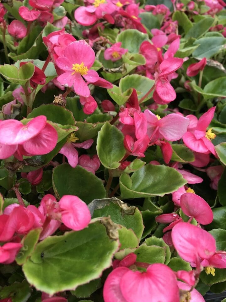 Bada Bing Rose Begonia (Green Leaf) - Image 3