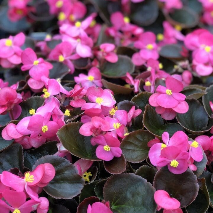 Bada Boom Rose Begonia (Bronze Leaf) - Image 2