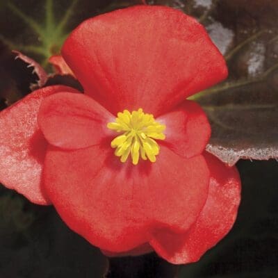 Bada Boom Scarlet Begonia (Bronze Leaf)