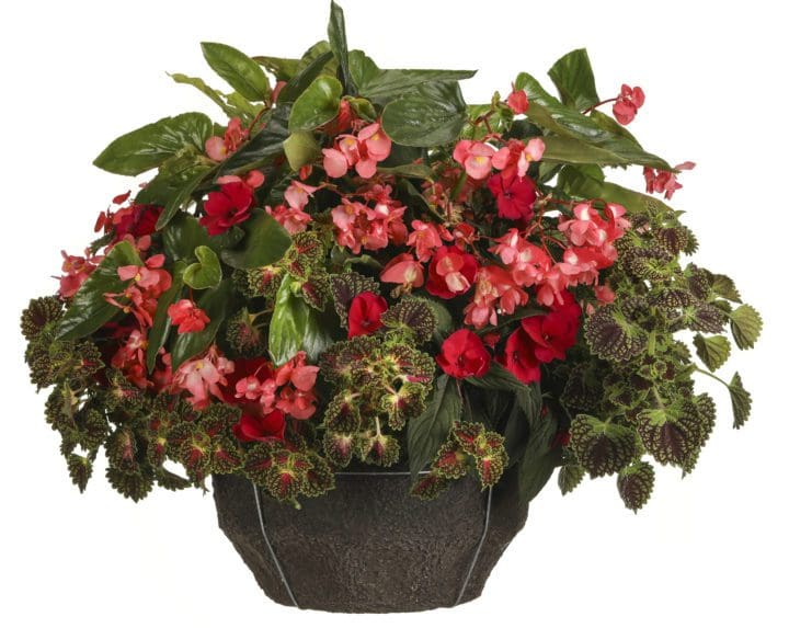 Dragon Wing Pink Begonia - Image 2