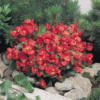 Begonia Super Olympia Red (SHADE)