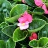 Begonia Super Olympia Rose (Shade)