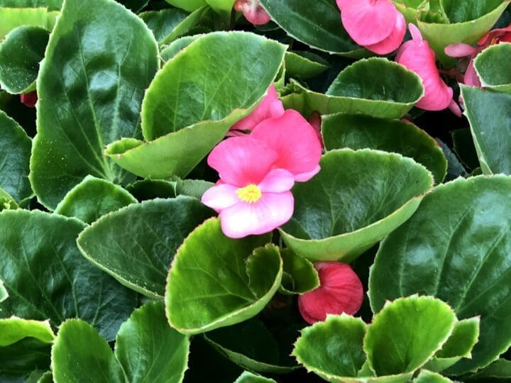 Begonia Super Olympia Rose (Shade)