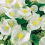 Begonia Super Olympia White