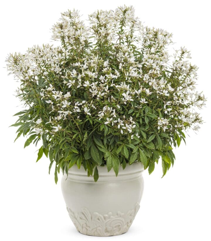 Cleome Senorita Blanca - Image 3