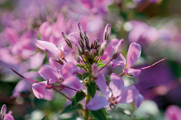 Cleome Senorita Rosalita
