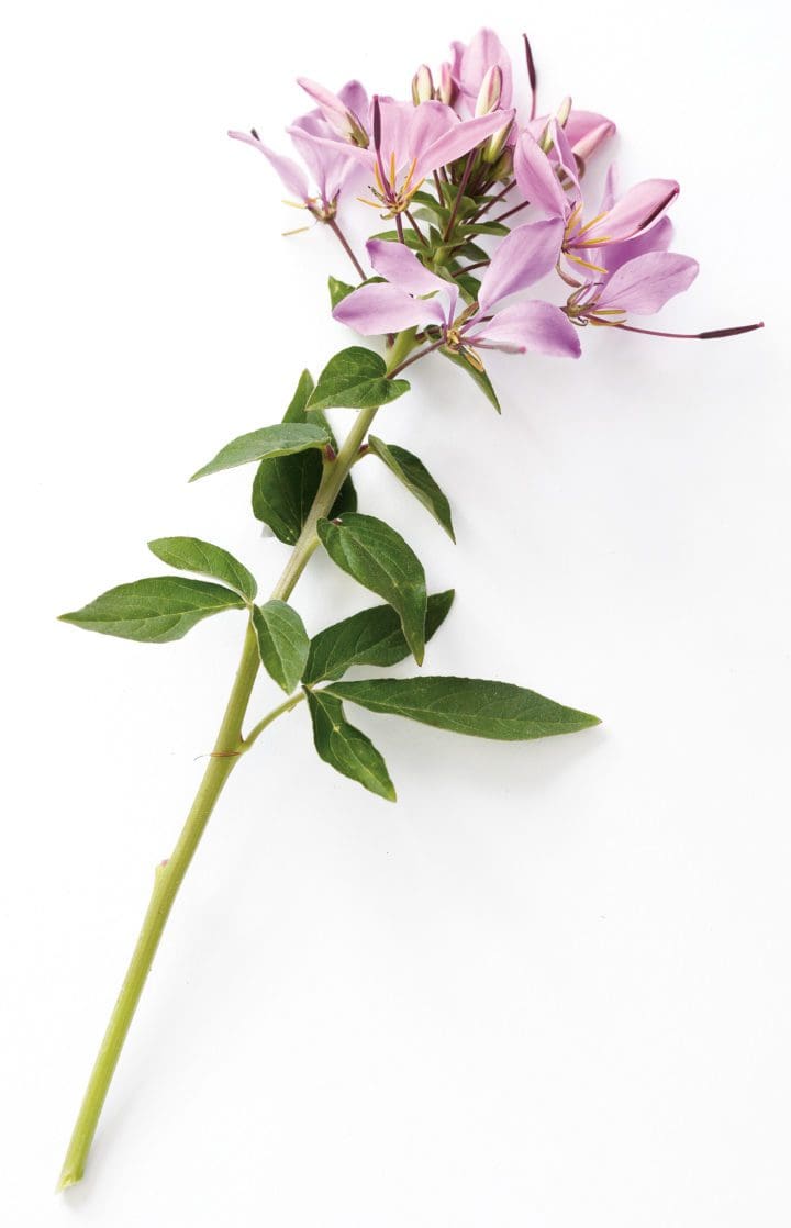 Cleome Senorita Rosalita - Image 3