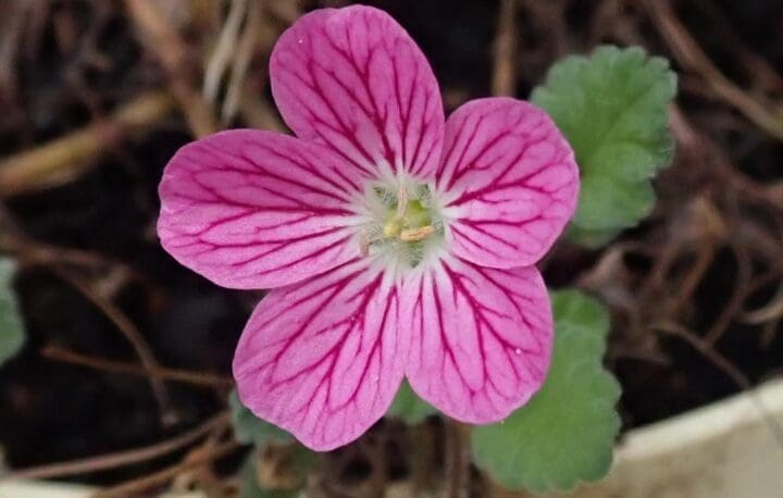 Belle’s Pink Cranesbill - Image 3