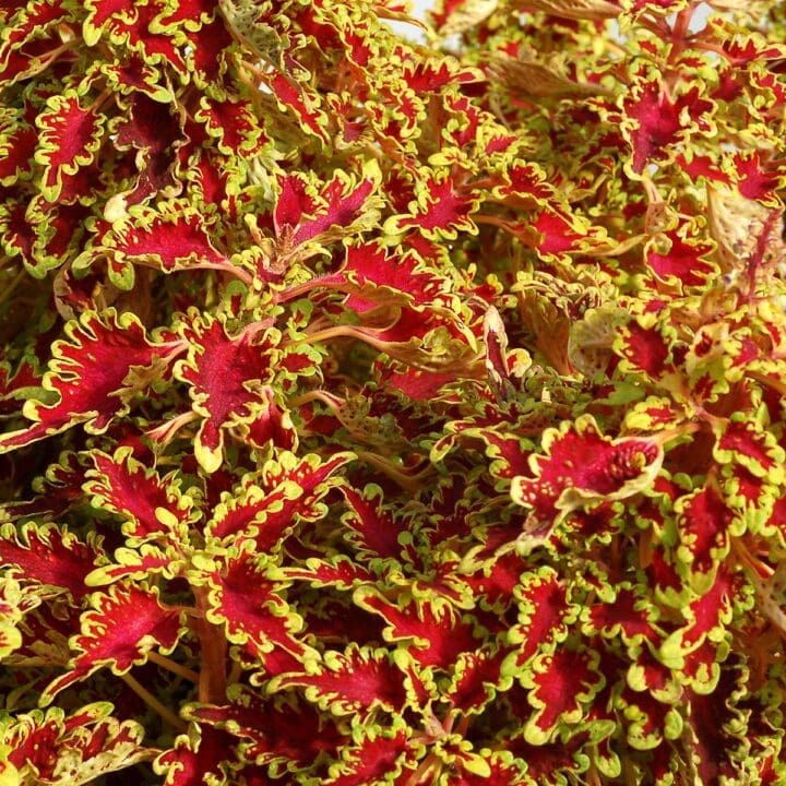 Christina's Lovebird Coleus - Image 3