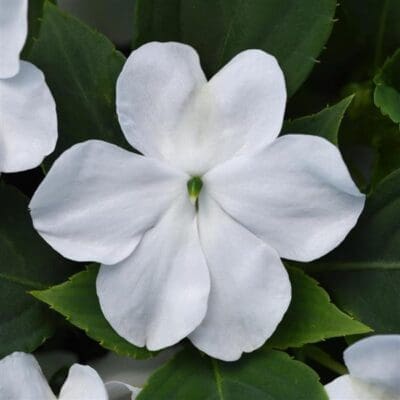 Beacon White Impatiens